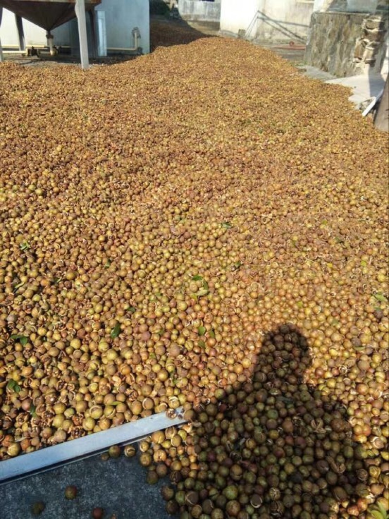 高产嫁接油茶苗30~50cm我们包回收