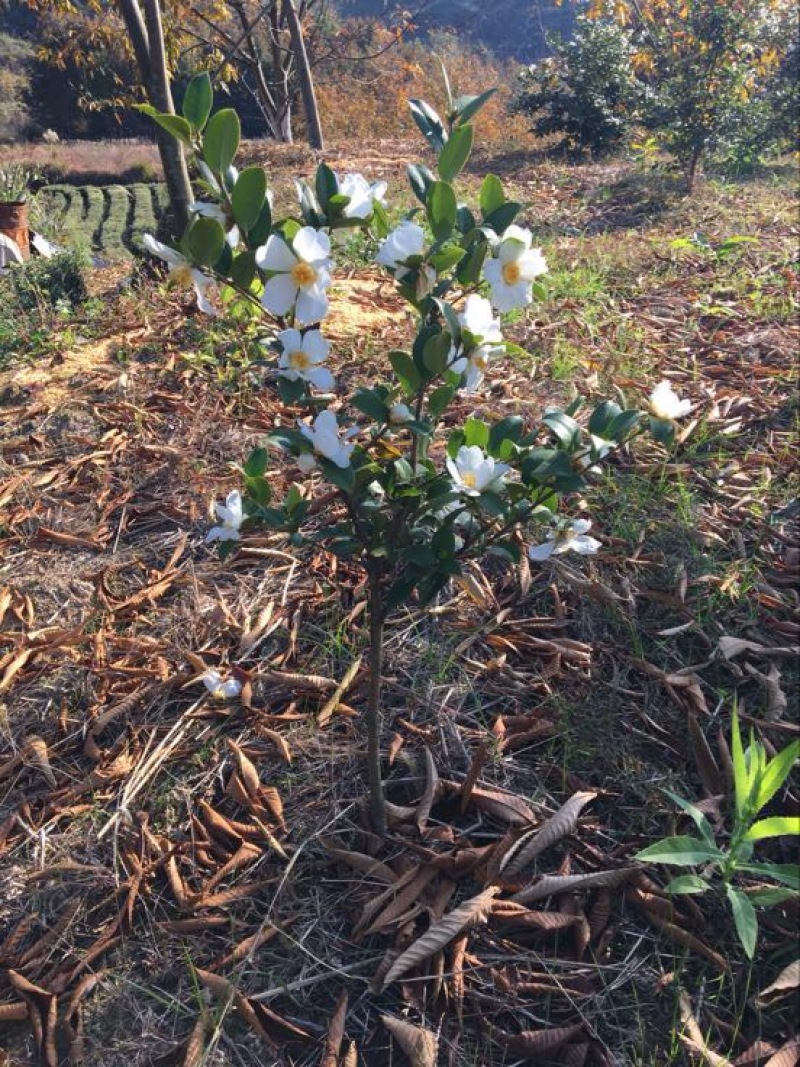 高产嫁接油茶苗30~50cm我们包回收