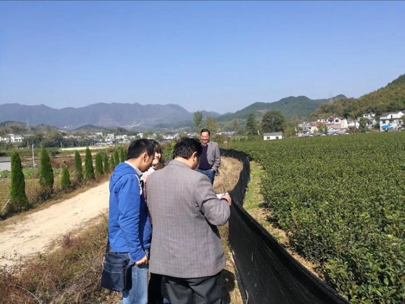 高产嫁接油茶苗30~50cm我们包回收