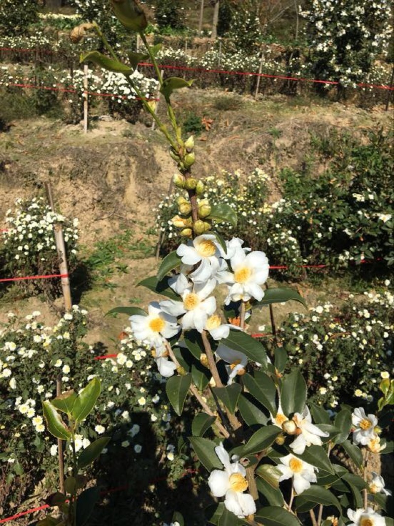 高产嫁接油茶苗30~50cm我们包回收