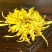 金丝皇菊茶特级