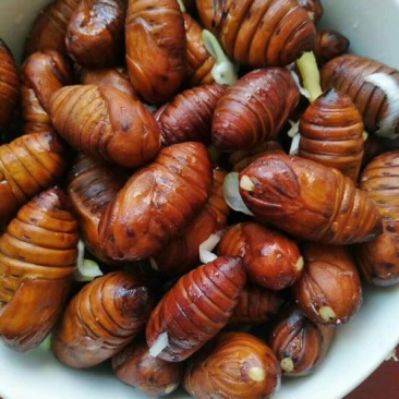 茧蛹