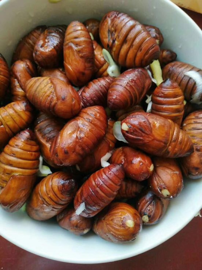 茧蛹