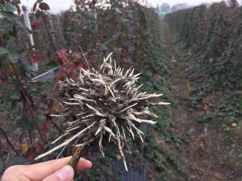 黑莓黑色