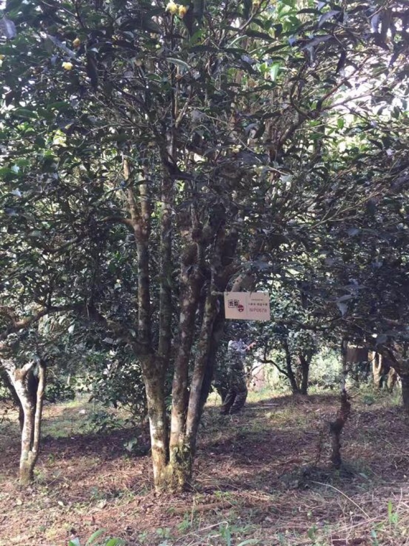 普洱茶末茶