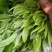 普洱茶末茶