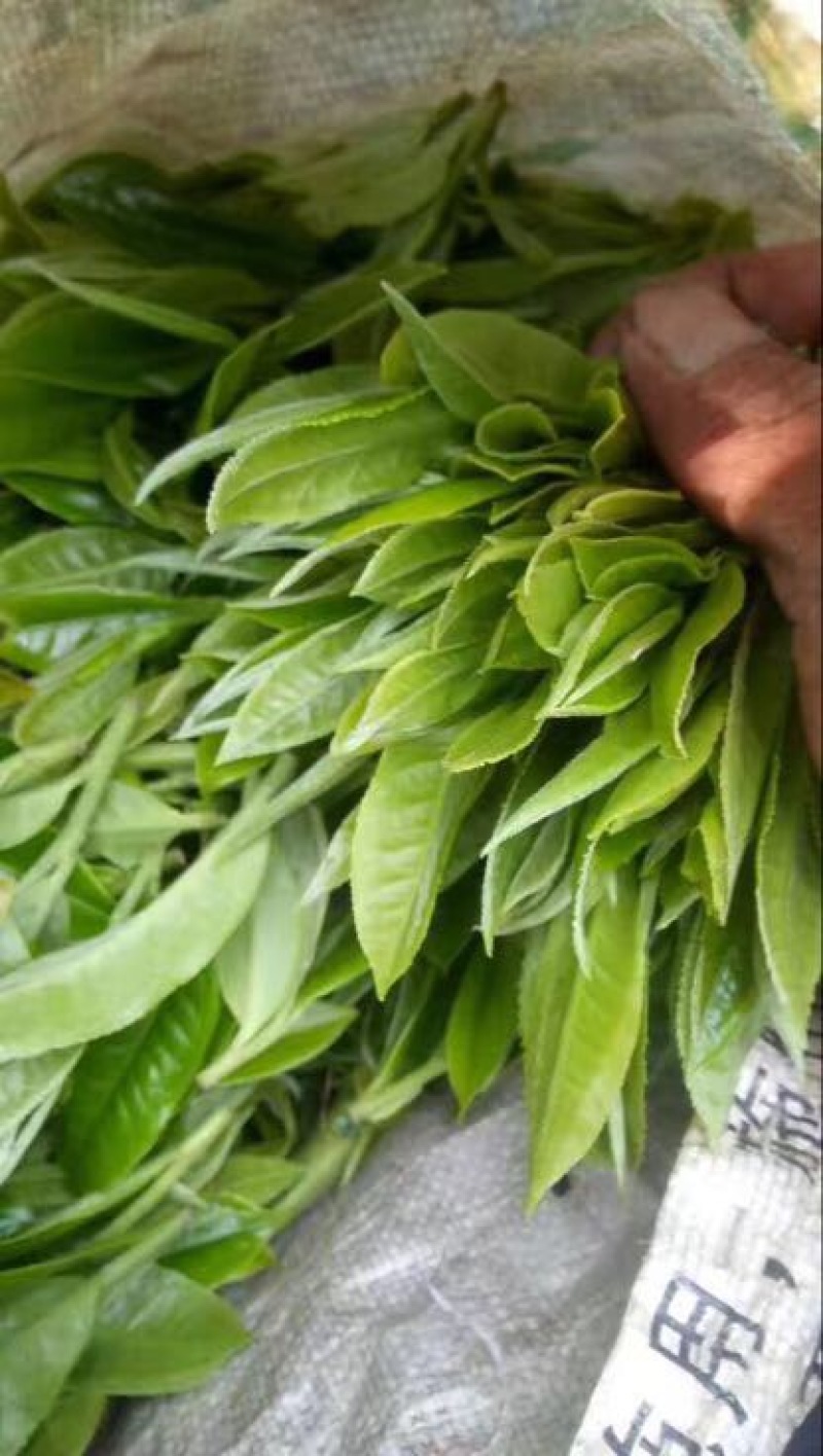 普洱茶末茶