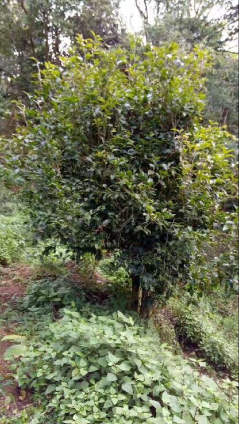 普洱茶末茶