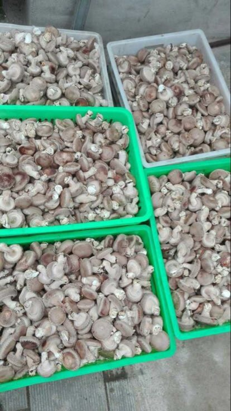 鲜香菇鲜货4~5cm不开伞1%