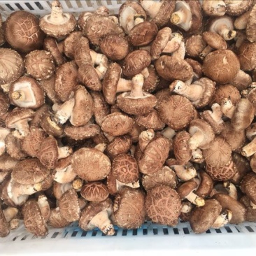 鲜香菇鲜货4~5cm不开伞1%