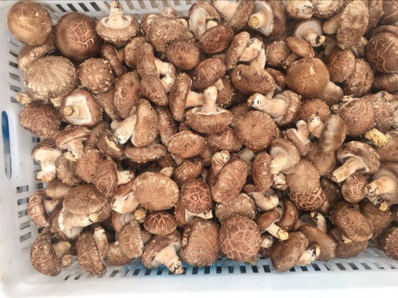 鲜香菇鲜货4~5cm不开伞1%