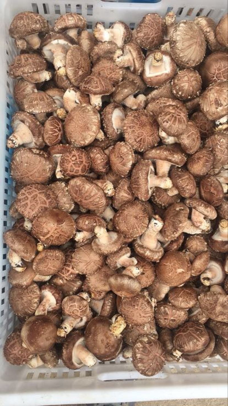 鲜香菇鲜货4~5cm不开伞1%