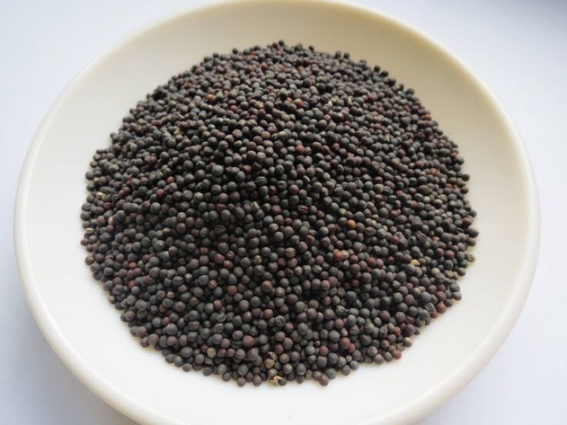 黄油菜菜籽一