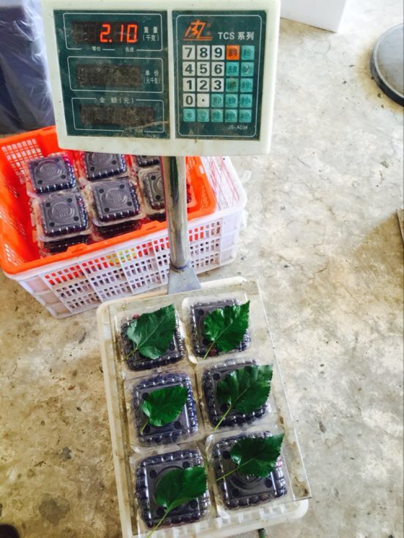 广东桑，新鲜桑葚，桑葚现采现发
