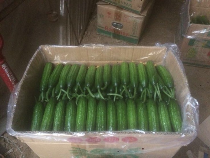 小黄瓜鲜花带刺18公分以下