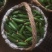 小黄瓜鲜花带刺18公分以下