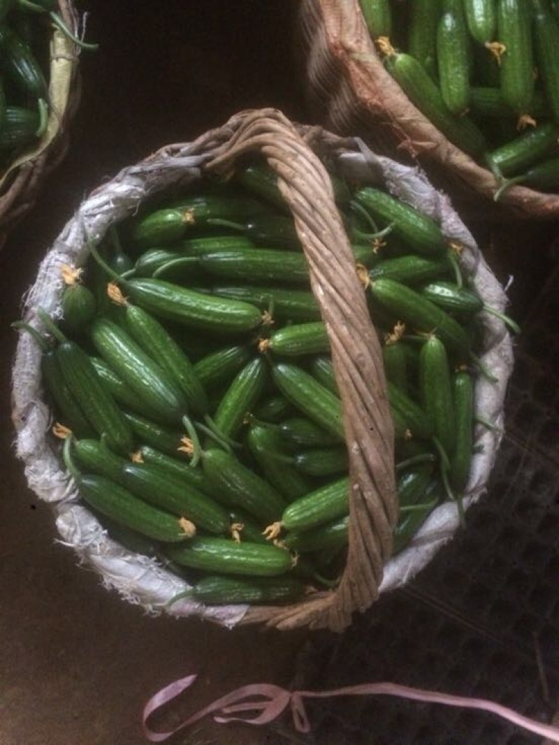 小黄瓜鲜花带刺18公分以下