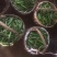 小黄瓜鲜花带刺18公分以下