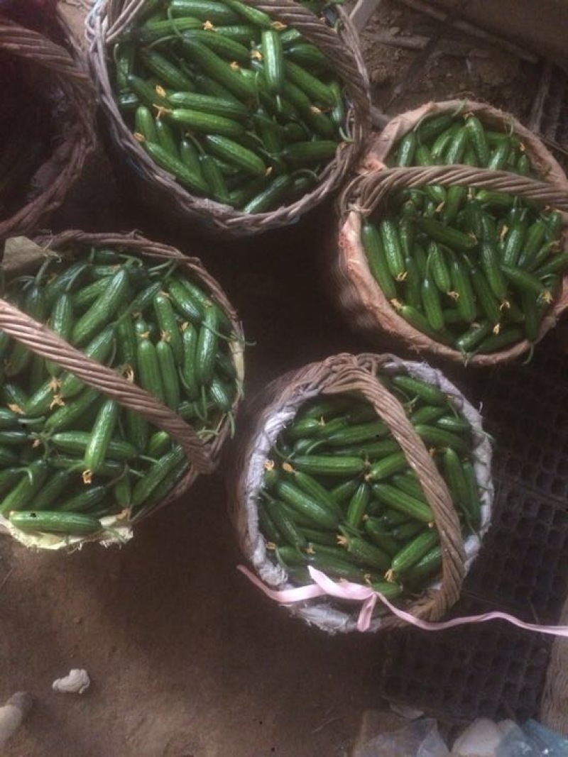 小黄瓜鲜花带刺18公分以下