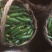 小黄瓜鲜花带刺18公分以下