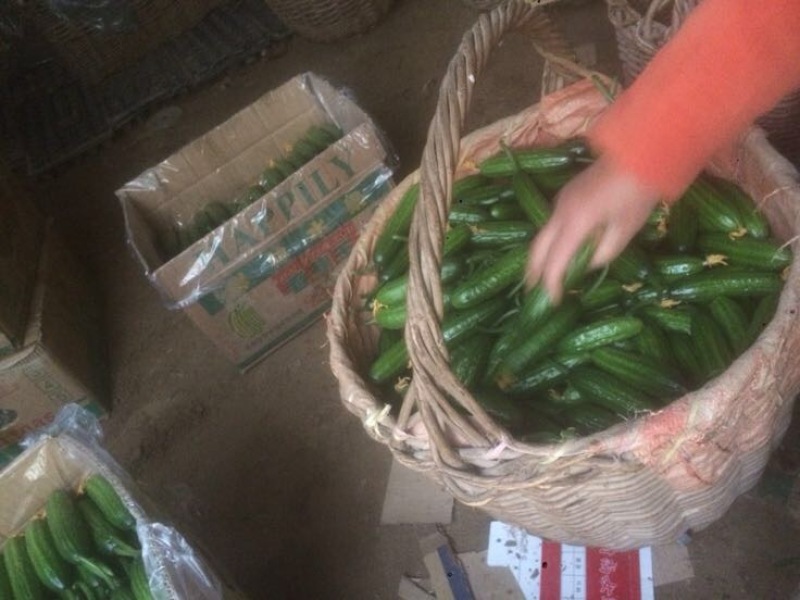 小黄瓜鲜花带刺18公分以下