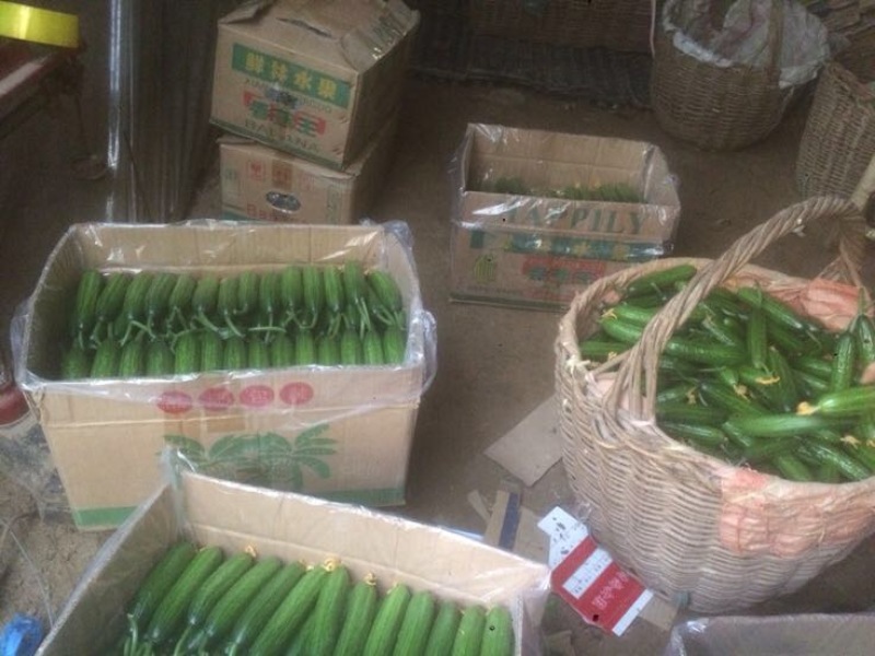 小黄瓜鲜花带刺18公分以下