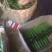 小黄瓜鲜花带刺18公分以下