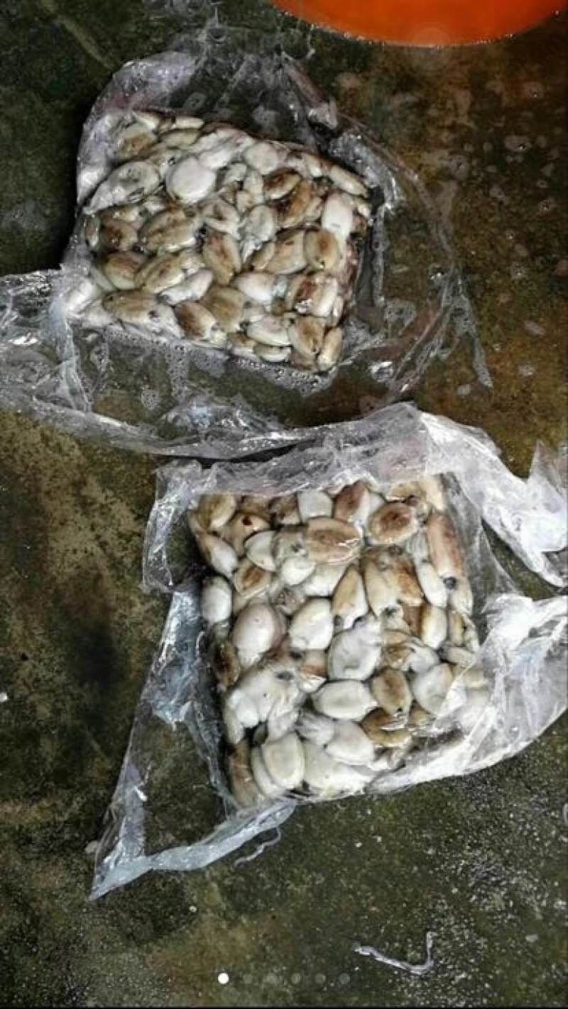 乌贼