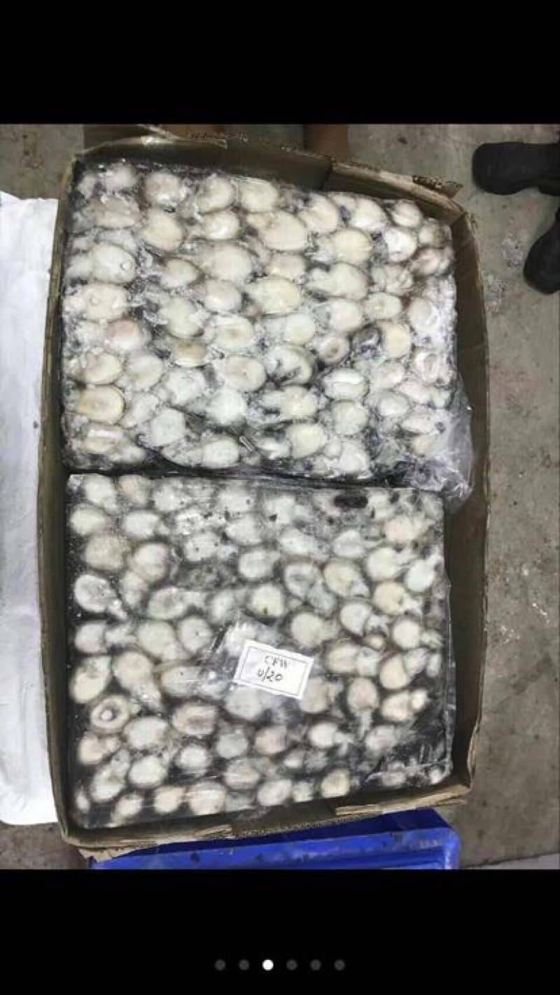 乌贼
