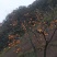 柿饼1~2两
