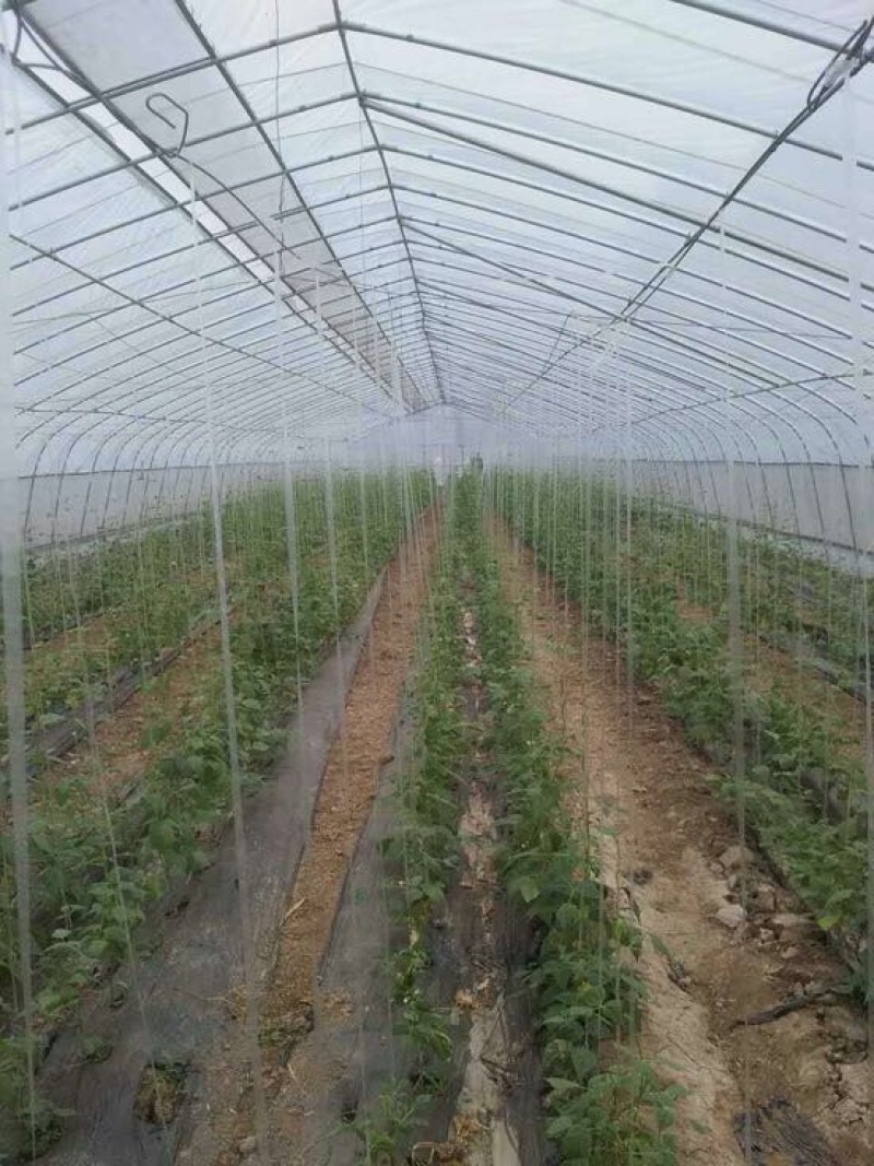 花卉大棚椭圆管大棚设计几字钢型大棚双梁养殖大棚建设