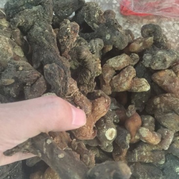 黄精中大货