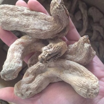天麻二级