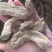 天麻二级