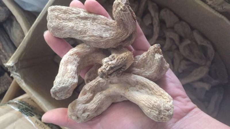 天麻二级