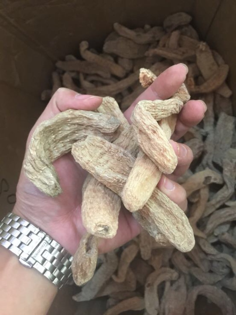 天麻二级