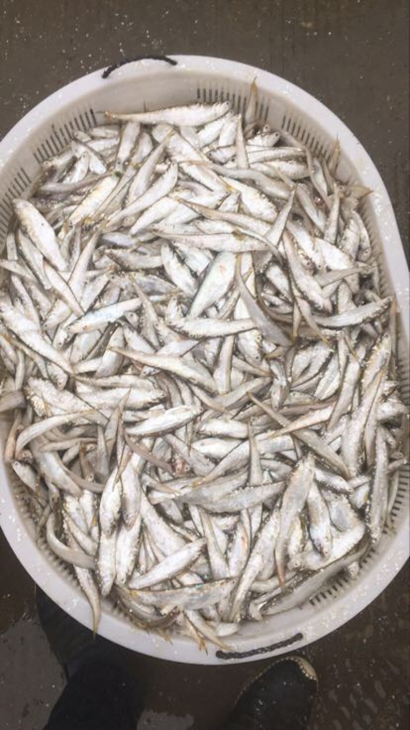 刀鱼冰鲜鱼