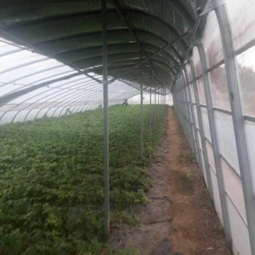 蔬菜温室大棚厂家无支柱大棚骨架热镀锌