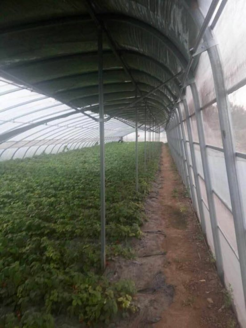 蔬菜温室大棚厂家无支柱大棚骨架热镀锌
