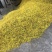 野菊花袋装