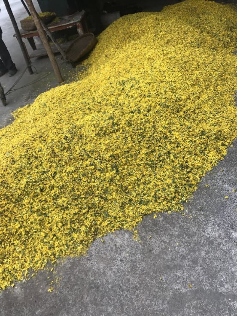 野菊花袋装