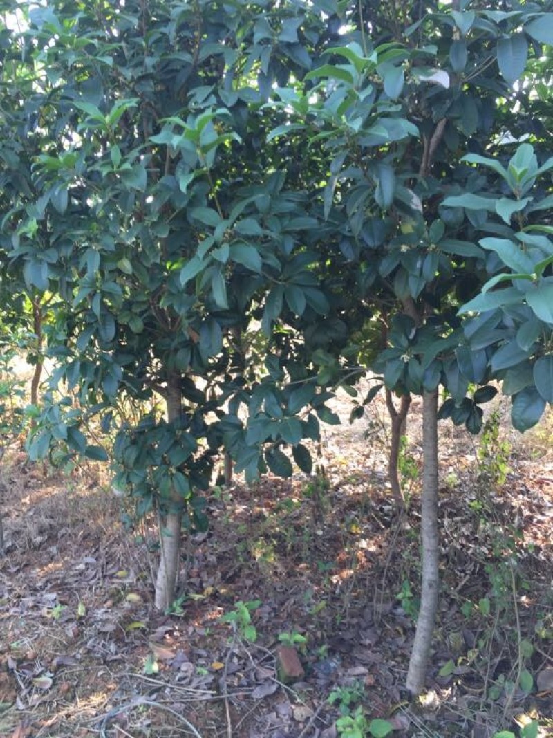 桂花苗120cm以上