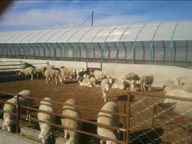 养殖大棚养猪大棚养鸡骨架养鸭大棚养牛棚大棚建