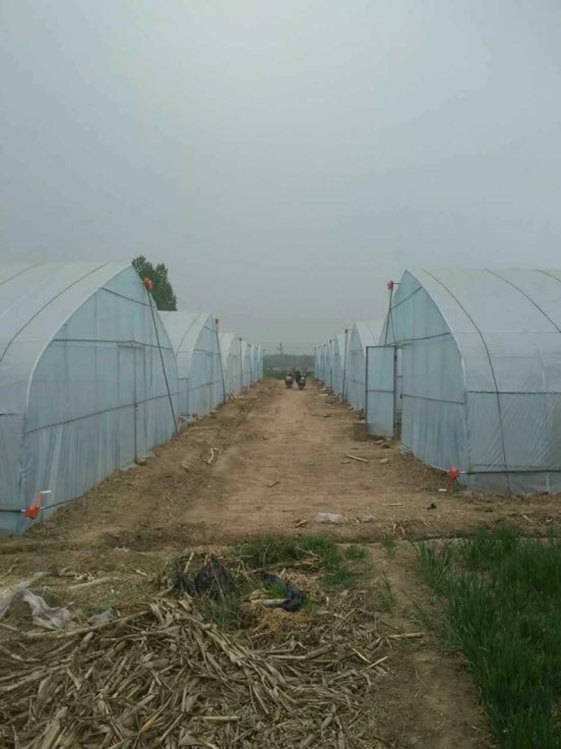 蔬菜大棚椭圆钢管大棚