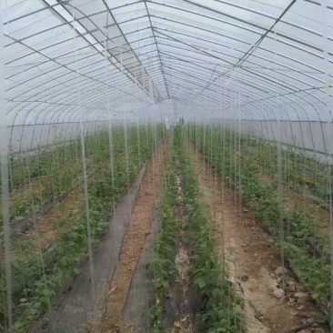 蔬菜大棚椭圆钢管大棚