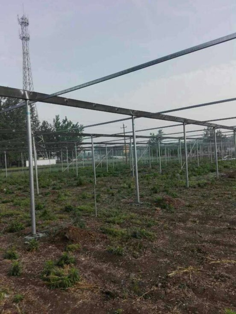 纹络式连栋温室椭圆钢管大棚