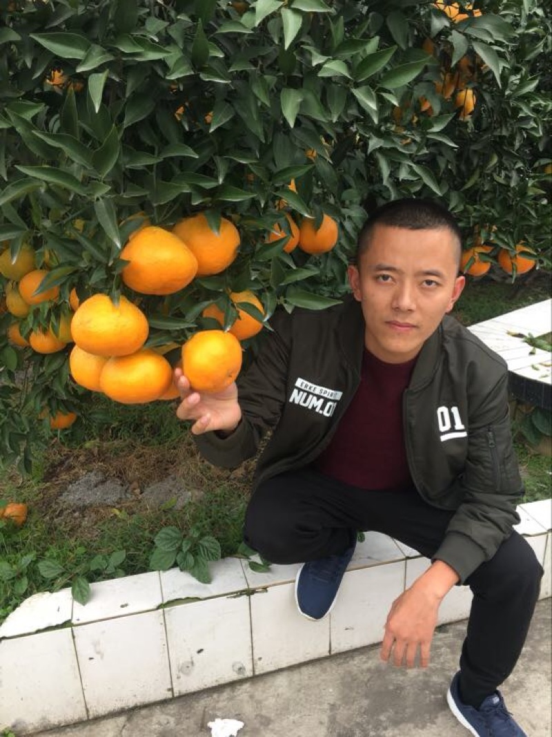 大雅柑1号苗二公分起带土