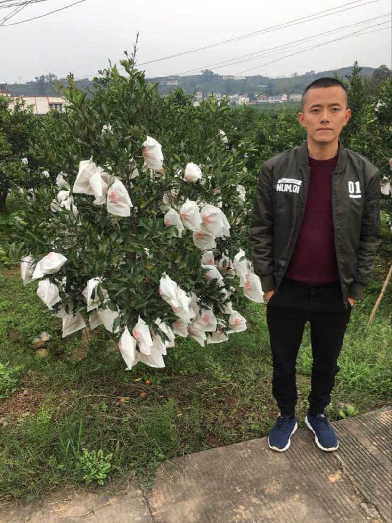 大雅柑1号苗二公分起带土