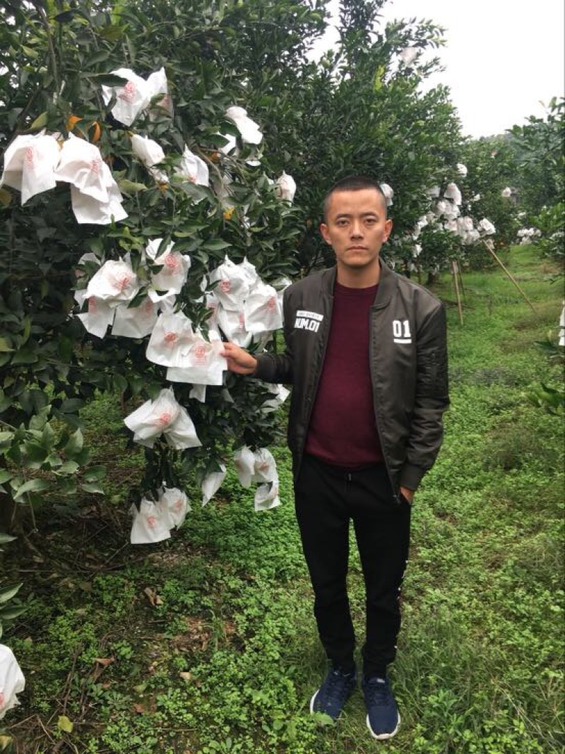 大雅柑1号苗二公分起带土