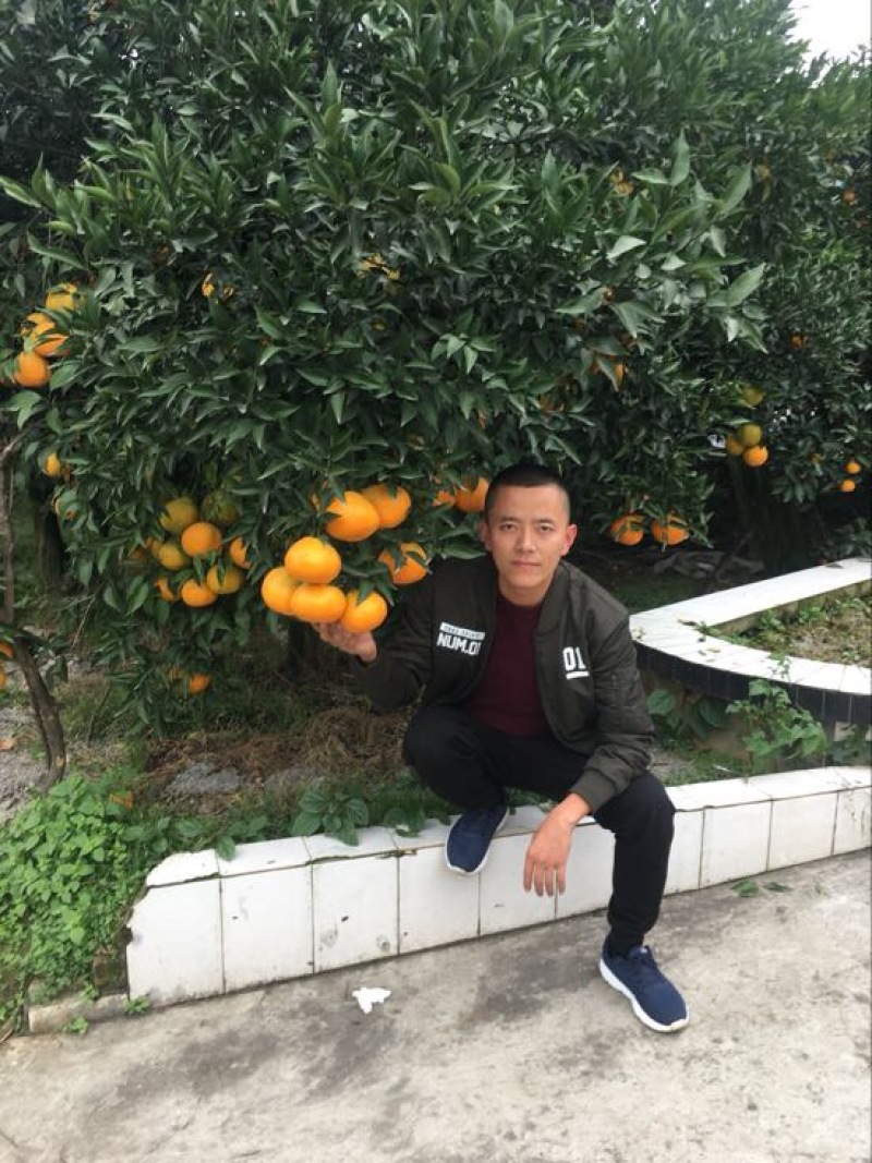 大雅柑1号苗二公分起带土